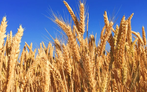 CEREAL GRAINS