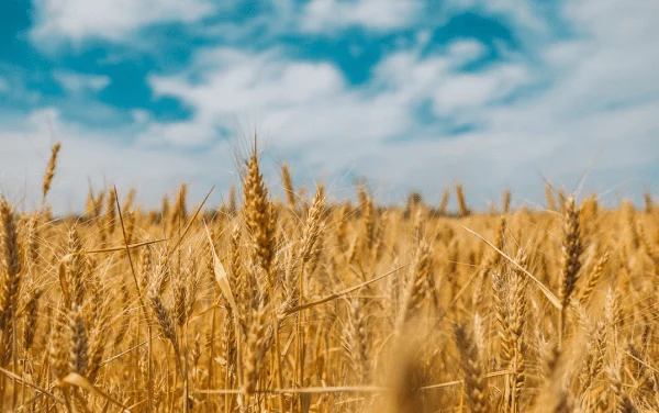 CEREAL GRAINS