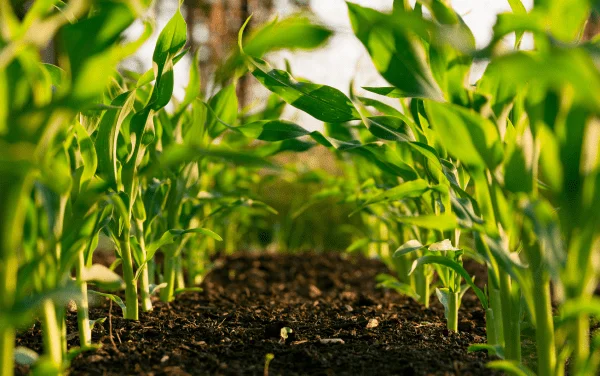 Fertilizers