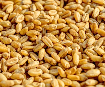 Wheat