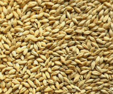 Barley