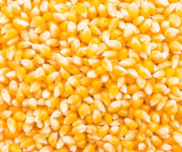 Corn
