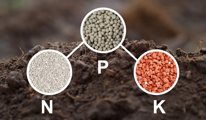 Season Preparation – NPK 8-20-30 Before Sowing
