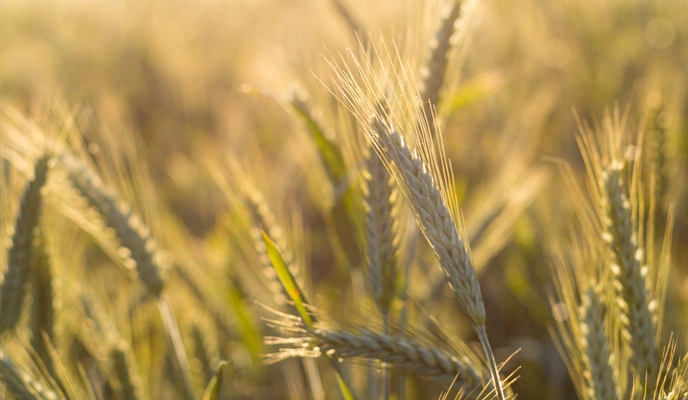 NPK 8-24-24 – Concentrated Power of Phosphorus and Potassium for Healthy Yields